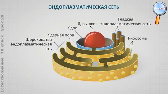 Естествознание 10 класс (Урок№20 - Клетка как структурная основа живых организмов.) смотреть онлайн