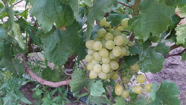 Виноград Цитронный. Сигнальная гроздь. Но, есть сомнения, что это Парфюм. смотреть онлайн