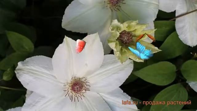 Клематис крупноцветковый Фую-но-Таби (clematis) ? обзор: как сажать, рассада клематиса Фую-но-Таби смотреть онлайн