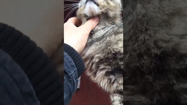 Опухоль у кошки исчезла 100%. смотреть онлайн