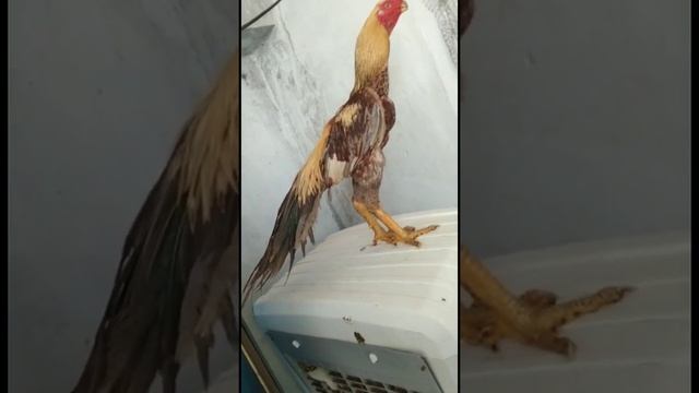 java short nose long tail aseel cock||Top Quality| Collection 8 смотреть онлайн