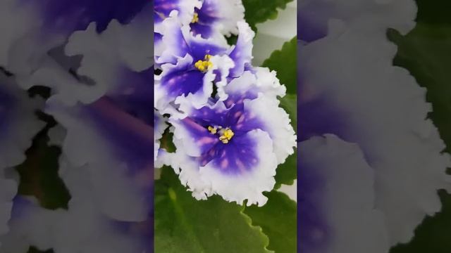 Фиалка Dn-Рiздво смотреть онлайн