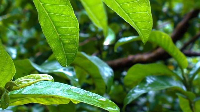 8k Video | 8k Video Ultra HD | 8k | 8K Videos The Beauty Of Amazing Nature Scenery 60FPS