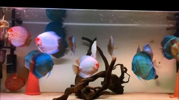 Giant Blue Diamond Discus Tank | Gorgeous Discus Aquarium 4K