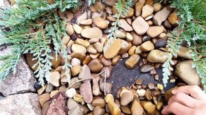 Можжевельник горизонтальный blue chip Блю Чип