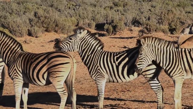 wild animals. дикие животные смотреть онлайн