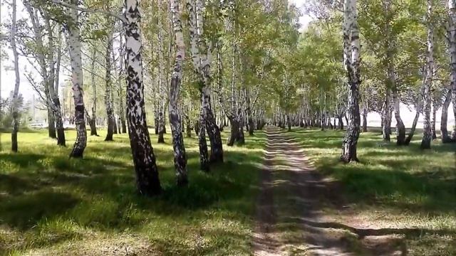 Берёзовый лес. смотреть онлайн