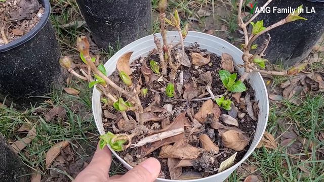 How to Care for Dormant Hydrangeas | Hydrangea plants in Dormant Season (冬季休眠的绣球花) смотреть онлайн