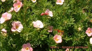 Лапчатка кустарниковая Ловели Пинк (lovely pink) ? обзор: как сажать, саженцы лапчатки Ловели Пинк