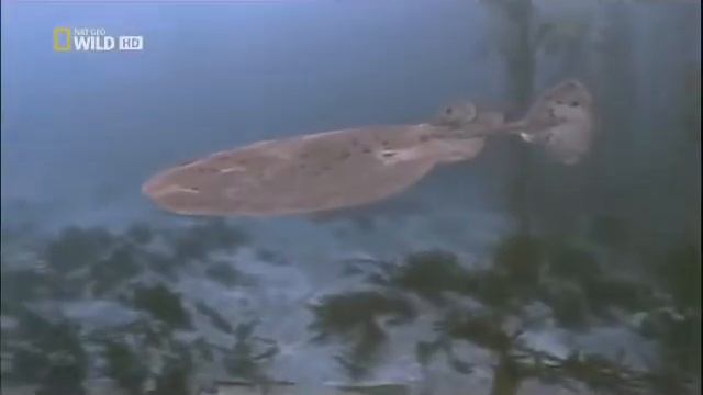 электрический скат смотреть онлайн