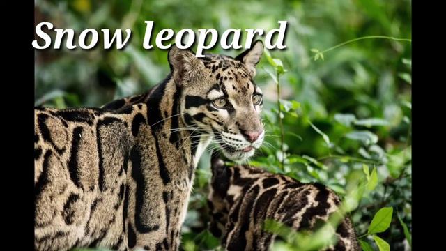 project work ❤️❤️❤️ Ek Bharat Shreshtha Bharat - Himachal Pradesh ❤️❤️❤️❤️❤️❤️❤️❤️ смотреть онлайн