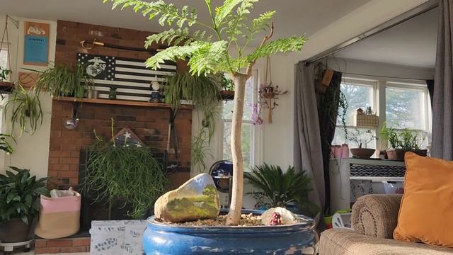 Planters Choice Bonsai Starter Kit - 5 Year Update - Delonix Regia - Blue Jacaranda - Jan 2023 смотреть онлайн