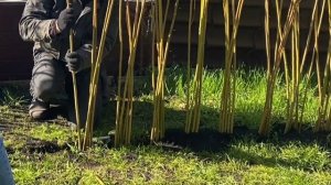 ЖИВАЯ ИЗГОРОДЬ ИЗ ИВОВЫХ ПРУТЬЕВ СВОИМИ РУКАМИ ДЛЯ ДАЧИ ИЛИ ЗАГОРОДНОГО ДОМА  ?