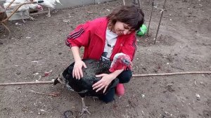 Взвешивание индюка бронза северо-кавказская