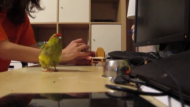 Новые трюки смотреть онлайн