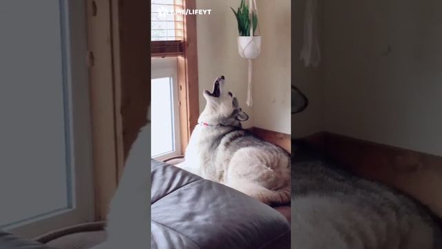 Когда хотел послушать любимую песню, но забыл, что живешь с двумя хаски смотреть онлайн