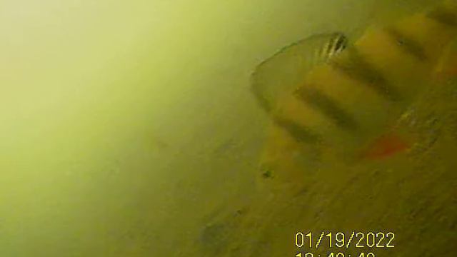 Зимняя рыбалка на окуня  Подводная съемка 