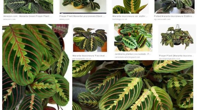 80 JENIS CALATHEA YANG SELALU TREND | COMPLETE THE BOOK OF CALATHEA смотреть онлайн