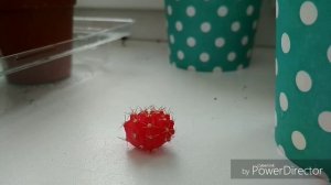 Размножение кактуса гимнокалициума. Собаки детку