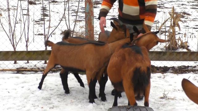 Про козоводство. козы
