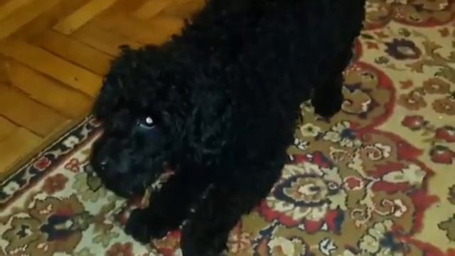 funny animals. ball game смотреть онлайн