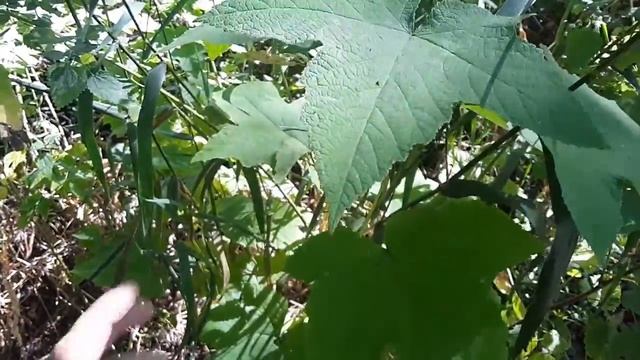 Wild ID Training, Thimble-Berry, Blind Fire смотреть онлайн