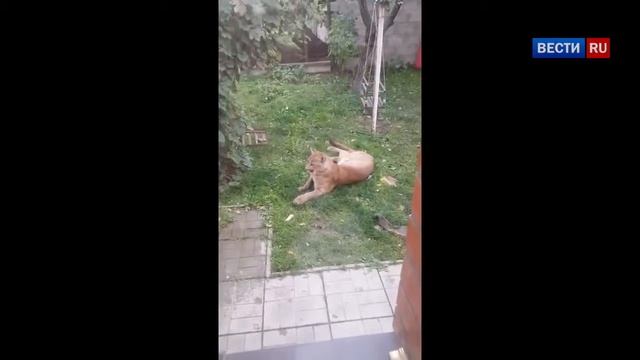 В Подмосковье поймали пуму, гулявшую по дачам и напавшую на собаку смотреть онлайн