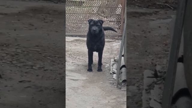 Краснодар девочка метис шарпея ищет дом смотреть онлайн