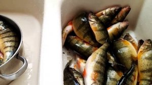 Как солить окуня