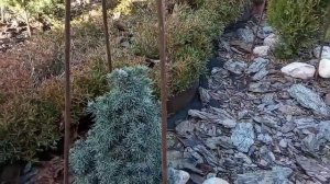 Укрываем ХВОЙНЫЕ на зиму! ЧЕМ и КАК?