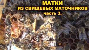 Вывод маток из свищевых маточников. часть 3.