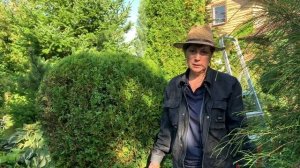 Туи. Стрижка, обрезка и уход.