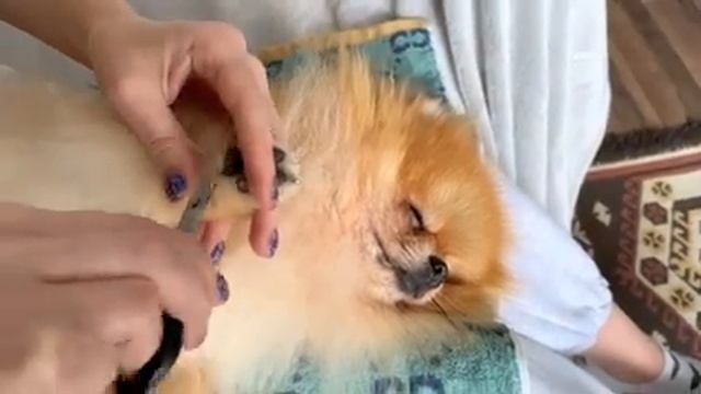 Стрижка шерсти на лапах шпица. Маникюр и педикюр собаке. Уход за лапами Микусика. Часть 2 смотреть онлайн