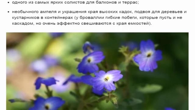 Броваллия — все оттенки лилового смотреть онлайн