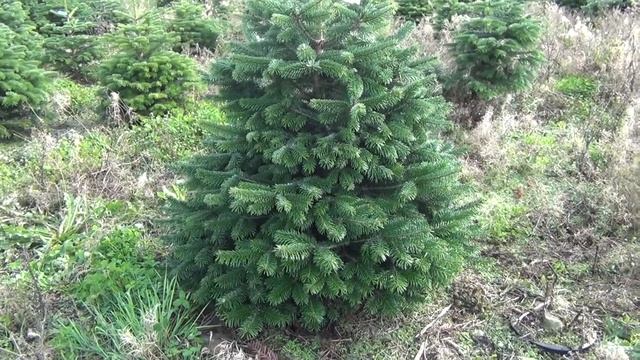 16095 Пихта Нордмана в горшке 1.20 - 1.40 м смотреть онлайн