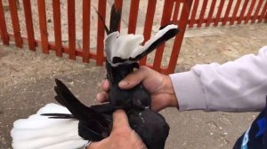 Шикарные Голуби Гапонова Юрия, т. 0953680406.