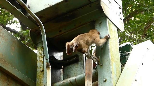 Angela Run fast react with dog sound to katrina help during save most reserved fruits for later смотреть онлайн