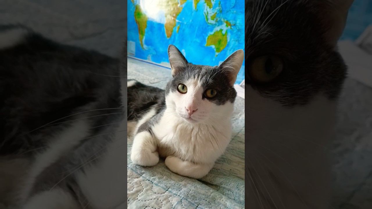 Я самый красивый❤#мурзик #питомец #кот #лайк #котики #приколы #котик #красота смотреть онлайн