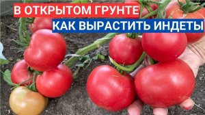 Можно ли вырастить без теплицы  индетерминантные томаты