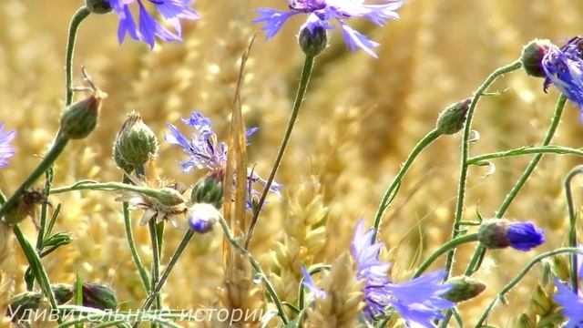 Свекровь трясла перед Лерой тестом ДНК. Невестка застыла на месте от такого неожиданного сюрприза.. смотреть онлайн