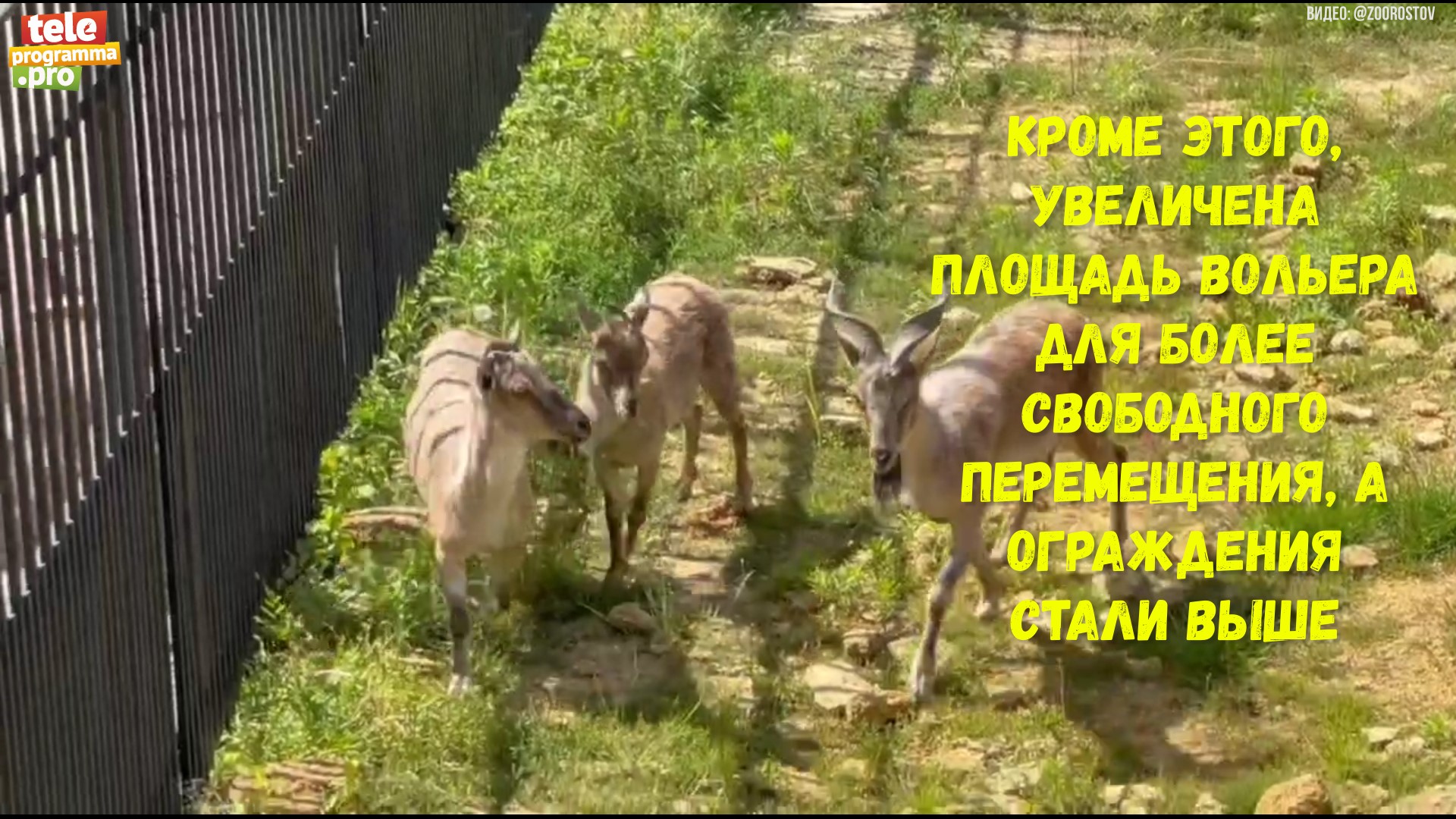 Мархуры из Таджикистана смотреть онлайн