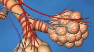 Газообмен в легких