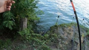 Карась на пружину. Вечерний клёв!