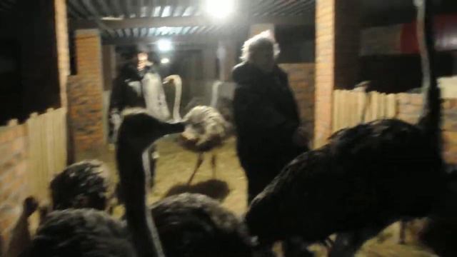 страусы смотреть онлайн