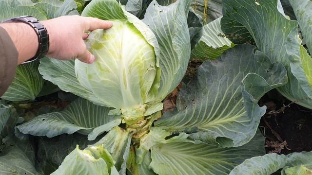 Каяк F1-поздняя капуста для длительно хранения от компании Sakata смотреть онлайн