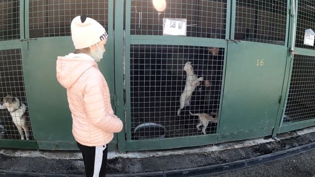 Харьков. Приют бездомных животных. Собаки и Коты. Мы в ответе за тех, кого приручили! смотреть онлайн