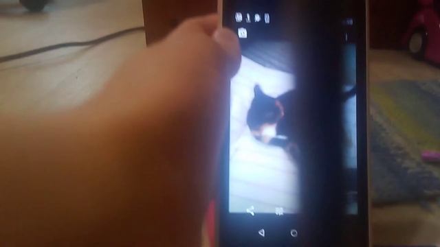 44 котенка уход за Лампо! И история кошки Катюши малой. смотреть онлайн