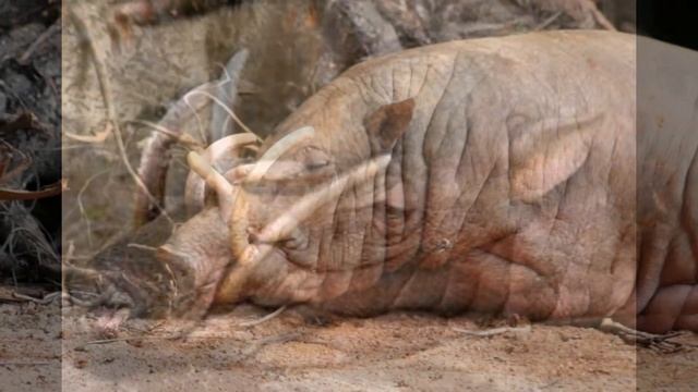 Mundo Animal, Babirusa. смотреть онлайн