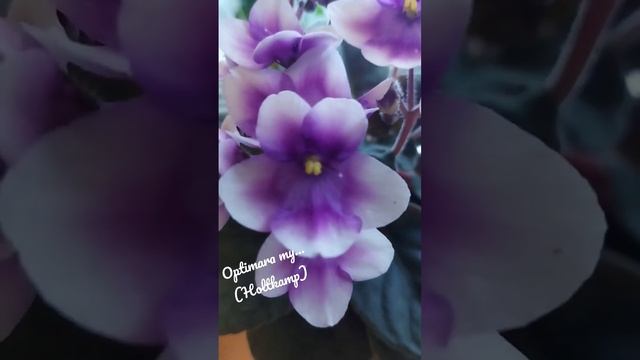 Сорт из моей коллекции фиалок Optimara my... (Holtkamp) #домашниецветы #фиалки смотреть онлайн