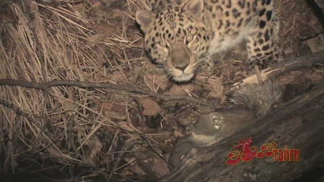 Леопард против леопарда/Leopard vs Leopard смотреть онлайн